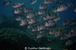 Diplodus vulgaris
School of fish was watching me. by Cumhur Gedikoglu 